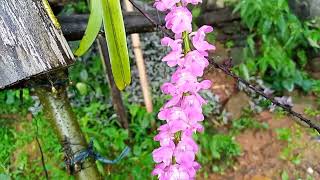 nature🌿🍃lata kunj nursery local name घोगे  scientific name  Rhynchostylis Retusa gigantea [upl. by Eissahc]