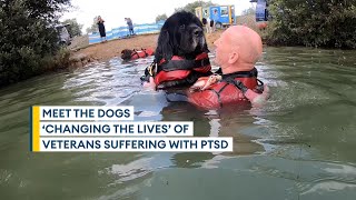 Newfoundland dogs ‘saved the life’ of veteran suffering from PTSD [upl. by Pawsner]