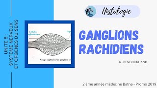 Ganglions Nerveux  Rachidiens Histologie [upl. by Barron]