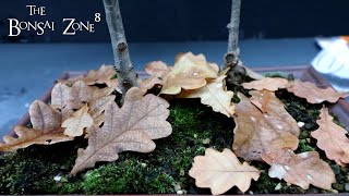 Pyrenean and Holm Oaks The Bonsai Zone Dec 2021 [upl. by Nelson221]