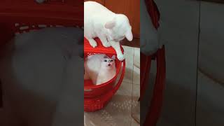 Their love youtubeshorts kitten cuteanimal catlover cutepet [upl. by Olav]