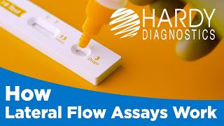 How Lateral Flow Assays Work [upl. by Elakram]