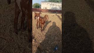 Bakri ke bacche ki awaazGoat soundshorts [upl. by Tremann]