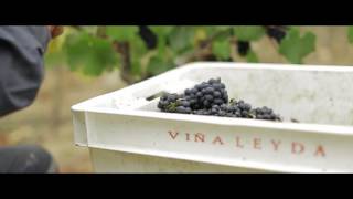 Las Brisas Pinot Noir  Valle de Leyda [upl. by Airres]