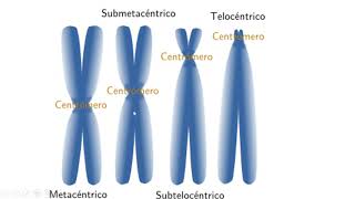 BIOLOGÍA CONCEPTO HAPLOIDE y DIPLOIDE [upl. by Ecirtnahc]