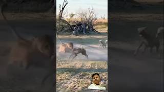 Lioness🆚 wild dogs lionlion animals wildlife viralvideo ytshorts trending wilddogs [upl. by Ynnavoeg852]