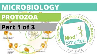 Protozoa  Microbiology  USMLE STEP 1  Part 1 of 3 [upl. by Esorylime]