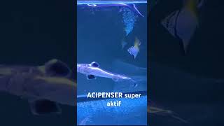 ikan ACIPENSER super aktifikan aquariumaquascape aquarium [upl. by Bahr]