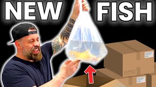 UNBOXING EXOTIC FISH THIS SHIPMENT WAS GREAT [upl. by Illehs458]