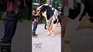 1100 kg Holstein Friesian bull with muscular build and excellent conformation [upl. by Yvonne968]