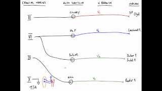 Autonomic Fibres and Cranial Nerves [upl. by Noelc240]