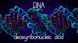 The Structure of DNA [upl. by Autrey]