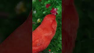 🐥 Canario rojo cantando [upl. by Haroldson]