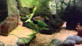 Courtship behavior in Three Line Corys False Julii Corydoras trilineatus [upl. by Adnuhsed411]