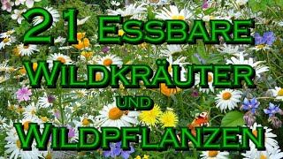 21 Essbare Wildkräuter und Wildpflanzen  Kräuterführung und Kräuterwanderung [upl. by Gilson454]