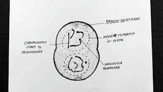 Diagram Of Telophase  Labelled Diagram Of Telophase  Class 11  Biology [upl. by Ynohtnaluap866]