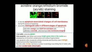 AOEB staining HoeschtRhodamine staining FDA approved PLGA nanoformulations [upl. by Avuha]