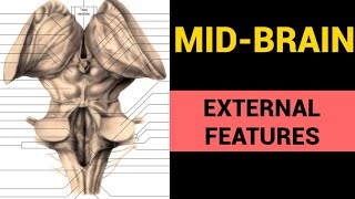 Mid Brain Anatomy 13  External Features [upl. by Gustafson]