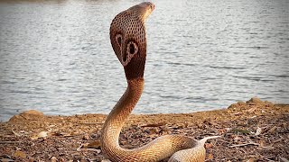 Beautiful Spectacled Cobra Russell’s Viper and Rat Snake Rescue  ADV Serpent snake cobra [upl. by Gilmer]