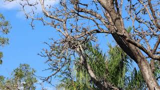 Coquerels Sifaka Jumping Up a Tree Anjajavy Madagascar [upl. by Kiley]