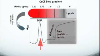 Testing for Topoisomerase Drug Action in Cells using the In Vivo Link Kit ICE Bioassay [upl. by Kahler]