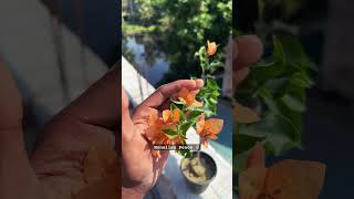 Wholesale amp Retail Bougainvillea Plants Nursery music love beach travel edm nursery [upl. by Bonis]