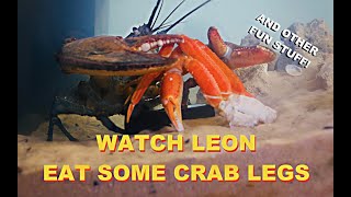 Watch Leon Eat Some Crab Legs [upl. by Anrak]