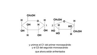 ENLACE GLUCOSÍDICO GLUCOPIRANOSIL FRUCTOFURANOSIDO SACAROSA [upl. by Eneri293]