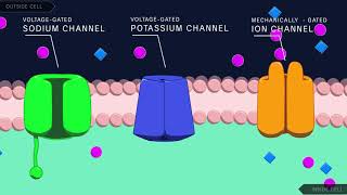 Action Potential in the Neuron [upl. by Yelak]