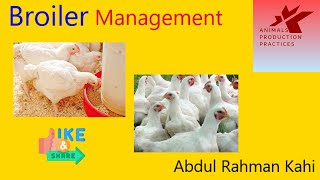 Broiler Management  Broilers production  Poultry production Animal Husbandry [upl. by Aderf]