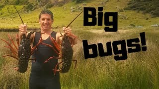 Massive crayfish haul Far north NZ freediving [upl. by Htbazile]