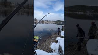 Salmonfishing catch and release salmon fishing troutfishing fiske seatrout lax fishaon [upl. by Jan]