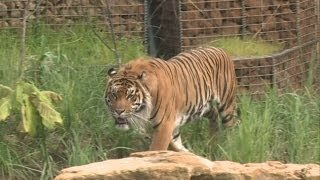 Sumatran tiger takes swimming lessons at London Zoo [upl. by Airamesor]