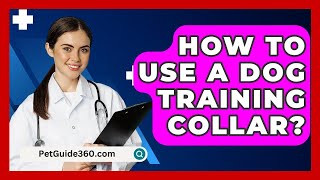 How To Use A Dog Training Collar  PetGuide360com [upl. by Annil]