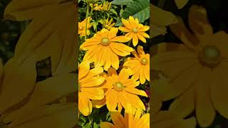 Yellow Blackeyed Susan daisies Regents Park London August 2024 [upl. by Range]