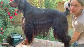 Gordon setter grooming  styling and shaping [upl. by Inhoj]