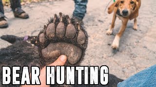 BIG BLACK BEAR BEAR HUNTING SOUTHERN WV EARLY SEASON [upl. by Selokcin975]