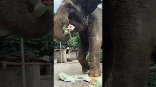 Hathi Raja  Hathi wala funny video 🤣 shorts hathi youtubeshorts hathiraja [upl. by Ileana788]