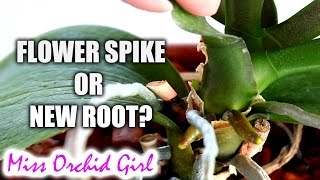 How to tell an Orchid flower spike from a root  Phalaenopsis [upl. by Ralfston982]