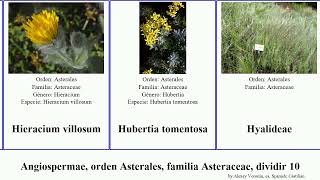 Angiospermae orden Asterales familia Asteraceae dividir 10 hieracium lactuca jacobaea inula los [upl. by Aihsyt623]