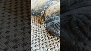 Caption this 🤣 dog puppy mastiff bullmastiff funny cute [upl. by Ellga]