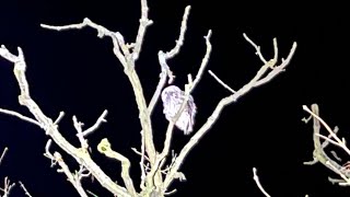 Owls in Kettlewell [upl. by Eessej]