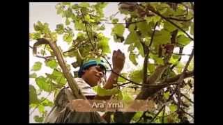 Cuaracy Ra’Angaba – O céu Tupi Guarani [upl. by Steinway]