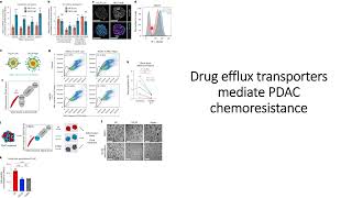 Drug efflux transporter ABCG2 mediates chemoresistance in PDAC Code 674 [upl. by Whiney543]