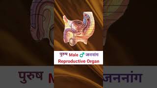 Nitric Oxide Foods  shortvideo Nitric oxide food in hindi shortsfeed malereproductivesystem [upl. by Maiga]