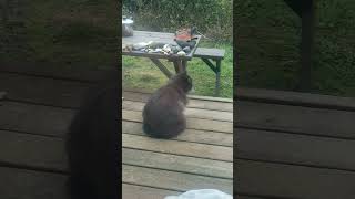 SWINGBACK SUNDAY SPRING 2024 😻 Sweet Marmot Entertaining babathegreat13 cuteanimals storytime [upl. by Pattie986]