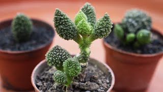 ADROMISCHUS SUCCULENT PROPAGATION  CARE CONDITIONS [upl. by Elton]