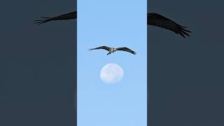 Osprey hovers right about an almost full moon [upl. by Kendricks]