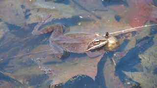 Wood Frog Calling [upl. by Htur]