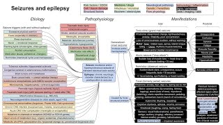 Seizures and epilepsy mechanism of disease [upl. by Atalee980]